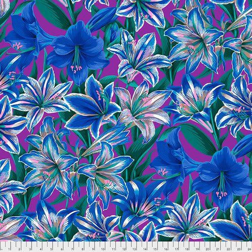 AMARYLLIS BLUE PWPJ104 Philip Jacobs